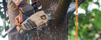 Best Tree Cabling and Bracing  in Astia, OR