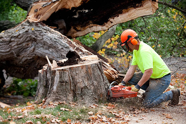 Best Lawn Grading and Leveling  in Astia, OR