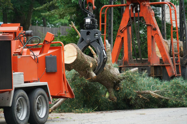 How Our Tree Care Process Works  in  Astoria, OR