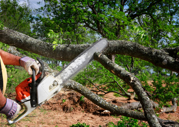 Best Tree Risk Assessment  in Astia, OR